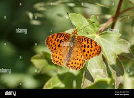 Attēlu rezultāti vaicājumam “Issoria lathonia upperside”