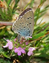 Attēlu rezultāti vaicājumam “Phengaris arion upperside”