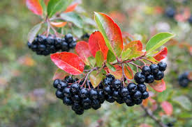 Attēlu rezultāti vaicājumam “Aronia melanocarpa”