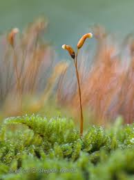 Attēlu rezultāti vaicājumam “Bryum pallescens sporophyte”