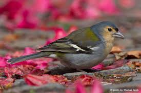 Attēlu rezultāti vaicājumam “Fringilla coelebs juvenile”
