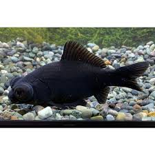 Image result for 出目金