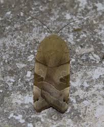 Attēlu rezultāti vaicājumam “Noctua fimbriata larva”