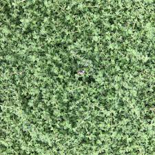 Attēlu rezultāti vaicājumam “Symphytocarpus trechisporus”