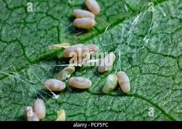 Attēlu rezultāti vaicājumam “Chrysopidae eggs”