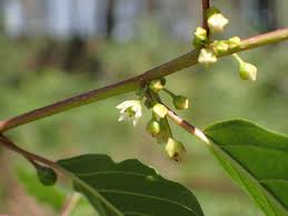 Attēlu rezultāti vaicājumam “Frangula alnus leaf”