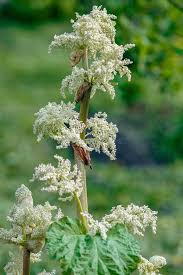 Attēlu rezultāti vaicājumam “Rheum rhabarbarum flower”