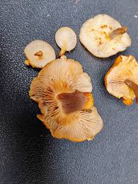 Attēlu rezultāti vaicājumam “Enerthenema papillatum stalked”