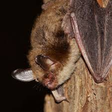 Attēlu rezultāti vaicājumam “Myotis sp.”