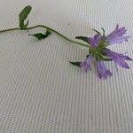 Image result for Campanula lingulata