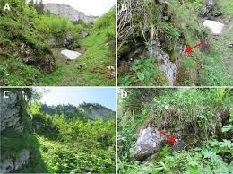 Attēlu rezultāti vaicājumam “Trilophozia quinquedentata”