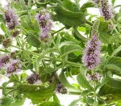 Attēlu rezultāti vaicājumam “Mentha arvensis leaf”