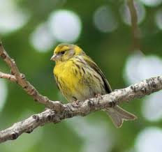 Image result for Serinus serinus