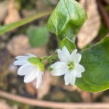 Attēlu rezultāti vaicājumam “Claytonia sibirica flower”
