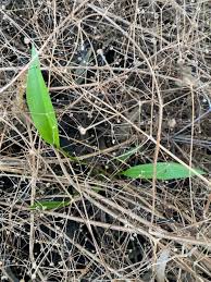 Attēlu rezultāti vaicājumam “Alisma lanceolatum”