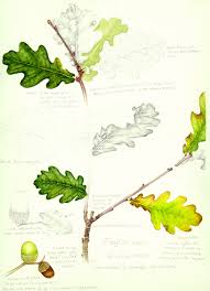 Attēlu rezultāti vaicājumam “Quercus robur leaf”