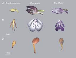 Attēlu rezultāti vaicājumam “Orchis militaris flower”