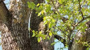 Attēlu rezultāti vaicājumam “Populus x berolinensis”