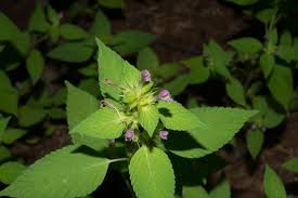 Attēlu rezultāti vaicājumam “Galeopsis tetrahit leaf”