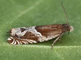 Attēlu rezultāti vaicājumam “Ancylis myrtillana”