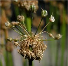 Attēlu rezultāti vaicājumam “Allium sativum bud”