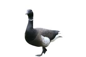 Attēlu rezultāti vaicājumam “Branta bernicla adult”