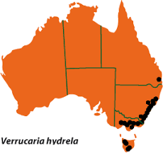 Attēlu rezultāti vaicājumam “Verrucaria hydrela”