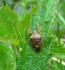 Attēlu rezultāti vaicājumam “Pinthaeus sanguinipes”