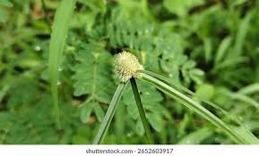 Attēlu rezultāti vaicājumam “Bolboschoenus maritimus flower”