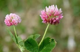 Attēlu rezultāti vaicājumam “Trifolium hybridum flower”