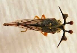 Attēlu rezultāti vaicājumam “Membracidae”