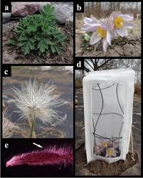 Attēlu rezultāti vaicājumam “Pulsatilla pratensis fruit”