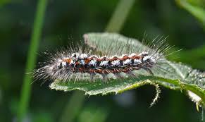 Attēlu rezultāti vaicājumam “Euproctis similis larva”