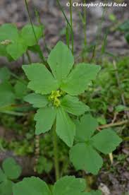 Attēlu rezultāti vaicājumam “Ranunculus elatior leaf”