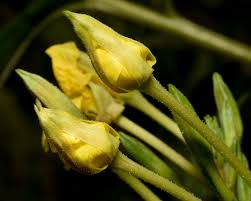 Attēlu rezultāti vaicājumam “Oenothera biennis bud”