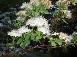 Attēlu rezultāti vaicājumam “Spiraea chamaedryfolia”