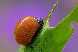 Attēlu rezultāti vaicājumam “Lilioceris lilii”