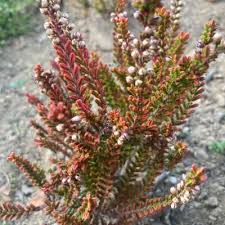 Attēlu rezultāti vaicājumam “Calluna vulgaris fruit”