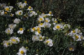 Image result for Romneya coulteri