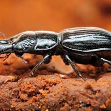 Attēlu rezultāti vaicājumam “Ceruchus chrysomelinus larva”