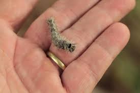 Attēlu rezultāti vaicājumam “Lymantria monacha imago”