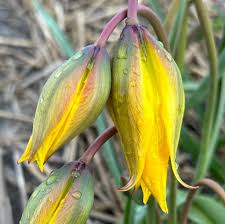 Attēlu rezultāti vaicājumam “Tulipa sylvestris bud”