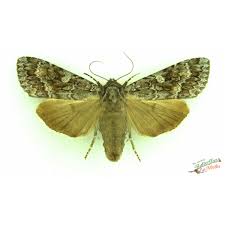 Attēlu rezultāti vaicājumam “Eurois occulta”