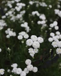 Image result for Achillea Ptarmica