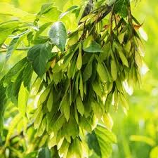 Attēlu rezultāti vaicājumam “Acer negundo fruit”