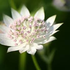 Attēlu rezultāti vaicājumam “Astrantia major fruit”