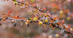 Attēlu rezultāti vaicājumam “Berberis”