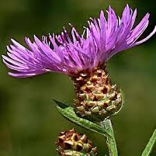 Attēlu rezultāti vaicājumam “Centaurea jacea”