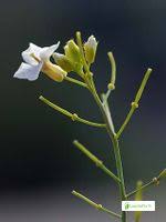 Attēlu rezultāti vaicājumam “Cardaminopsis arenosa flower”