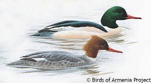 Attēlu rezultāti vaicājumam “Mergus merganser female”